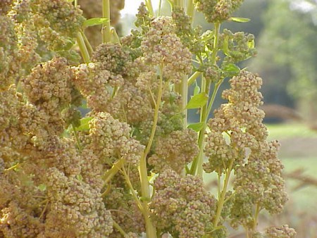 Spotlight on Gluten Free Flours – Quinoa